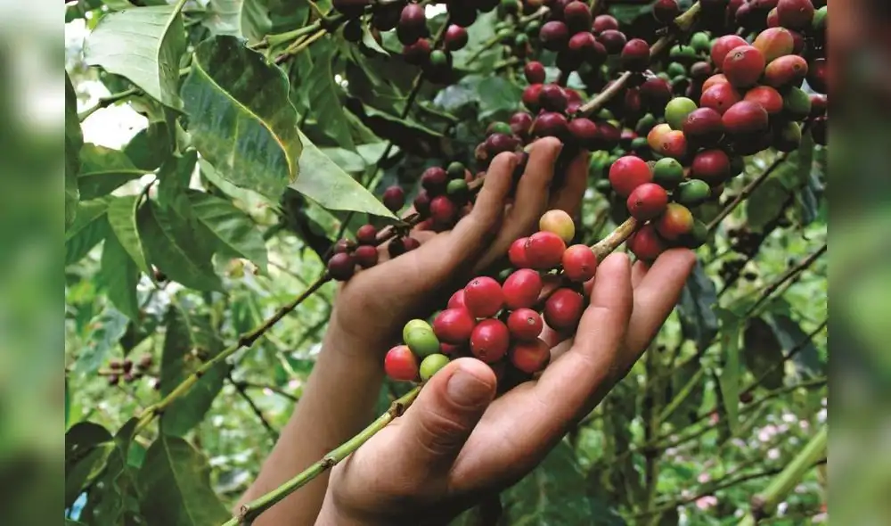 Exportación de café en 2022 superará los US$ 1.300 millones, su cifra más alta desde 2011 Exportación de café en 2022 superará los US$ 1.300 millones, su cifra más alta desde 2011