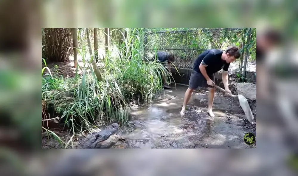 Desliza hacia la izquierda para ver el encuentro de un cuidador del zoológico con un feroz cocodrilo. Video es viral en YouTube. Desliza hacia la izquierda para ver el encuentro de un cuidador del zoológico con un feroz cocodrilo. Video es viral en YouTube.
