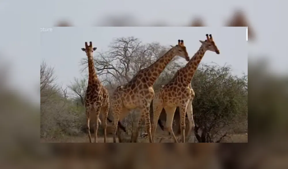 En YouTube, unas dos jirafas tuvieron una épica pelea en medio de la selva y fueron captados por unos jóvenes. En YouTube, unas dos jirafas tuvieron una épica pelea en medio de la selva y fueron captados por unos jóvenes.