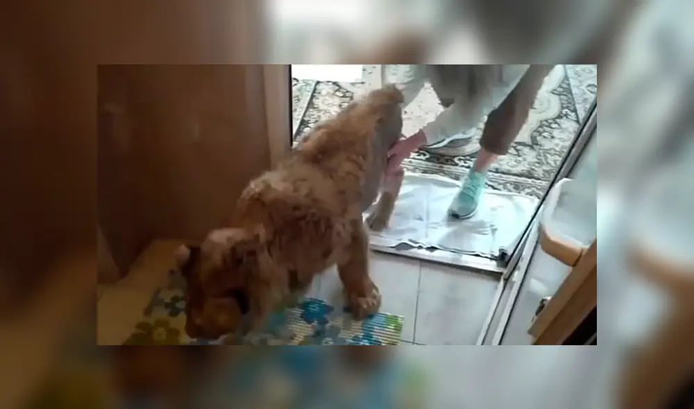 Con la ayuda de un grupo de profesionales, el cachorro de león logró caminar. Foto: Dayli Mail