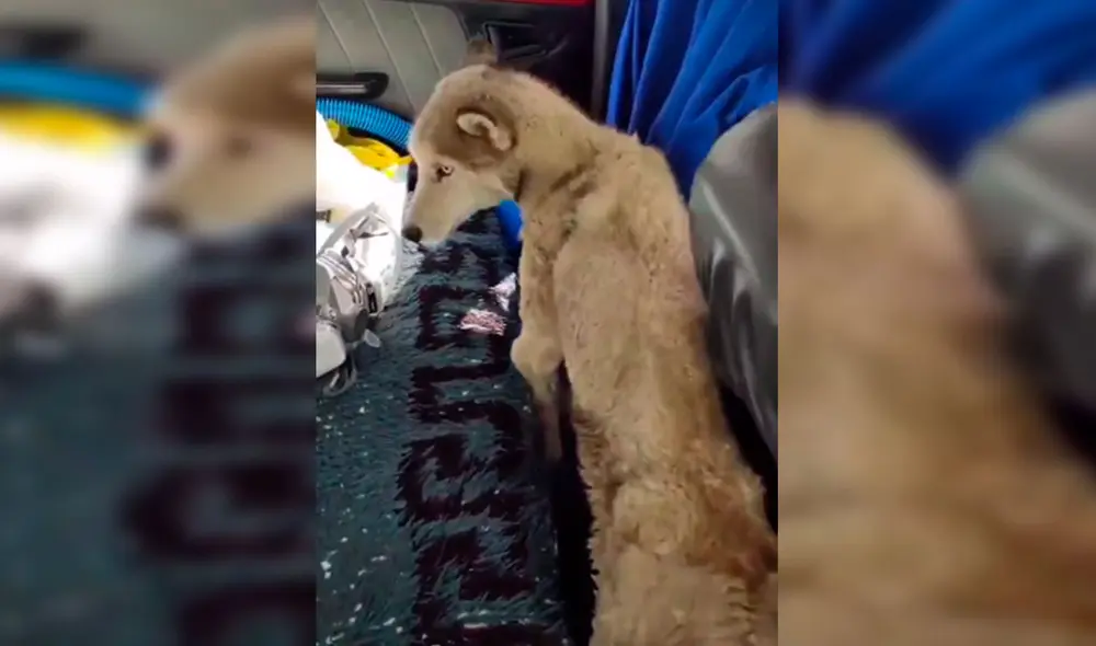 Desliza las imágenes para conocer la historia de un perro que consiguió un nuevo hogar al acogido de la calle. Foto: Captura de Facebook