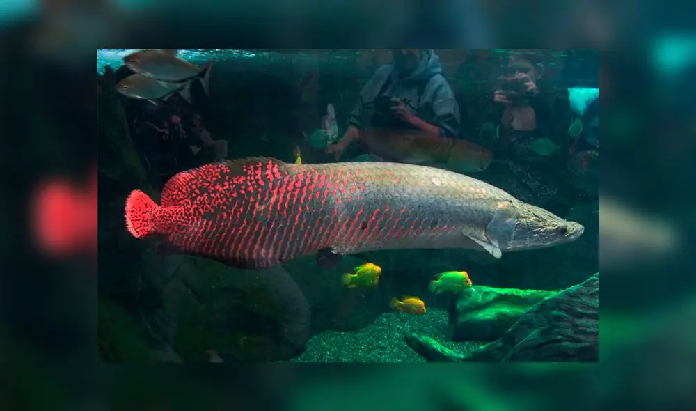 Las escamas del pirarucu han llamado la atención de los ingenieros que crean armaduras y blindajes sintéticos para los chalecos antibalas. Las escamas del pirarucu han llamado la atención de los ingenieros que crean armaduras y blindajes sintéticos para los chalecos antibalas.