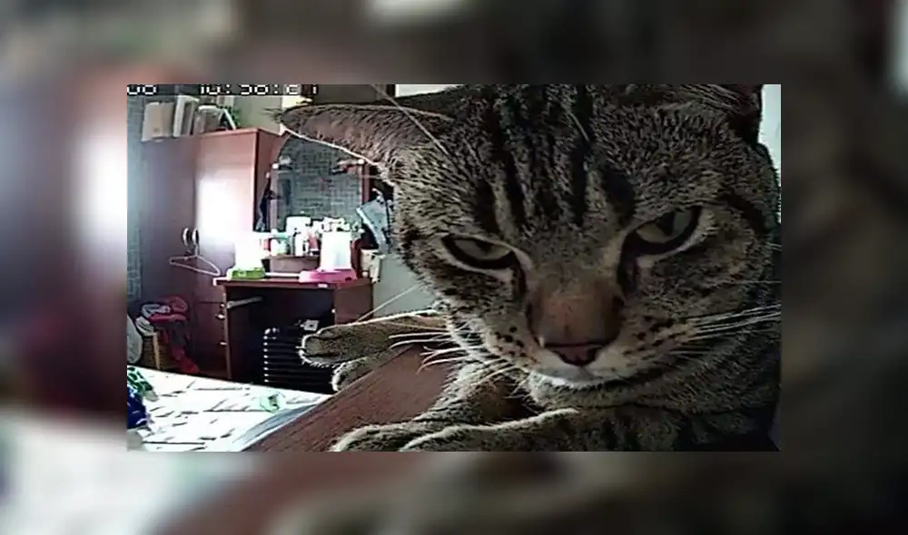 Facebook viral: gato aprovecha que su dueño duerme para expresar su amor por él [FOTOS]