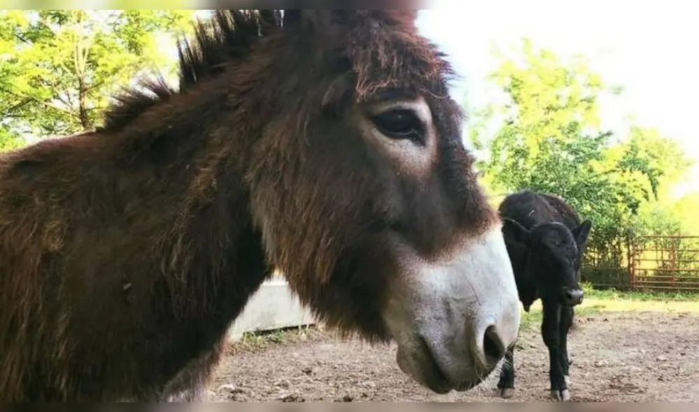Desliza para conocer a Violeta, la burra que ayuda a animales ciegos. Foto: Facebook. Desliza para conocer a Violeta, la burra que ayuda a animales ciegos. Foto: Facebook.