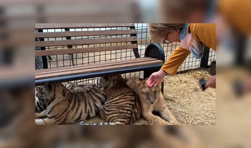 Un video viral de Facebook registró el momento en que una turista intenta acariciar a uno de los felinos, sin imaginar lo que sucedería.