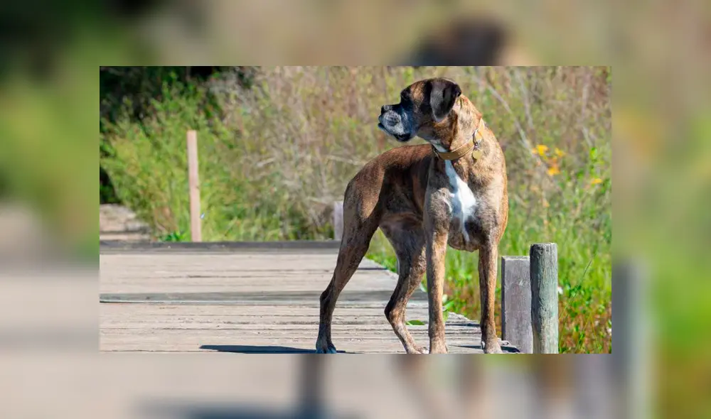 Operaciones estéticas en animales serán prohibidas en Buenos Aires. Foto: Difusión