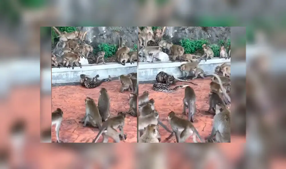 Video es viral en Facebook. Impactantes imágenes muestran cómo decenas de monos hacen lo posible para salvar a su compañero de la feroz serpiente