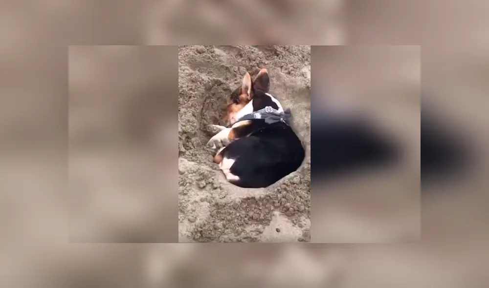 Desliza las imágenes hacia la izquierda para conocer el susto que se llevaron unos jóvenes al descubrir a un perro en la arena.