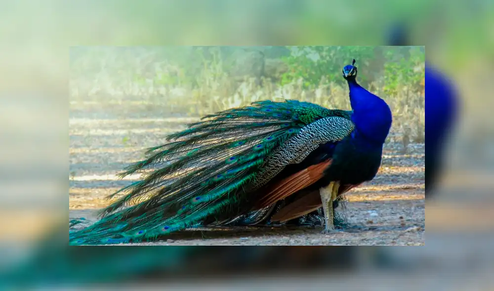 Agricultor envenena a 23 pavos reales para evitar que se coman su cosecha Agricultor envenena a 23 pavos reales para evitar que se coman su cosecha