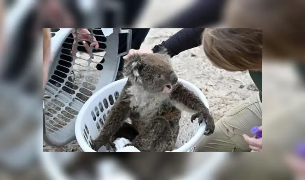A través de Facebook se hizo viral la historia de este koala, el cual no quiso separarse de su compañero sin vida.