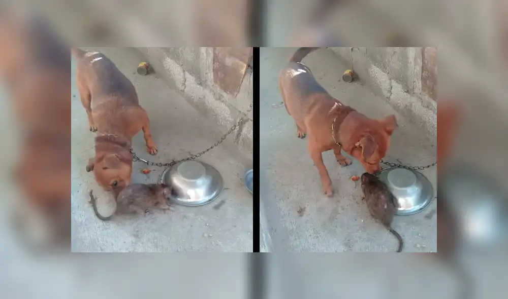 YouTube viral: Rata salvaje quiere comer comida de perro y can reacciona así al verla [VIDEO]