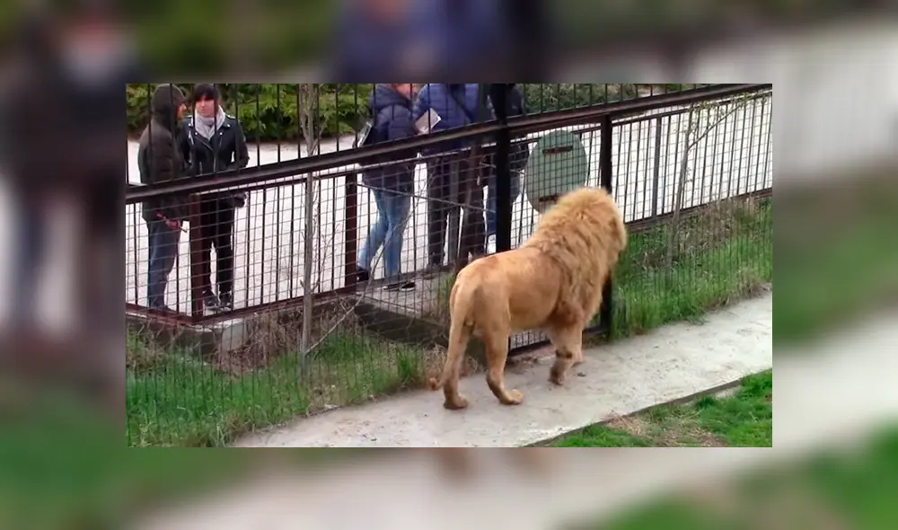 Si quieres ver lo que hizo un feroz león cuando notó que una turista lo fotografiaba, desliza cada imagen viral de YouTube hacia la izquierda. Si quieres ver lo que hizo un feroz león cuando notó que una turista lo fotografiaba, desliza cada imagen viral de YouTube hacia la izquierda.