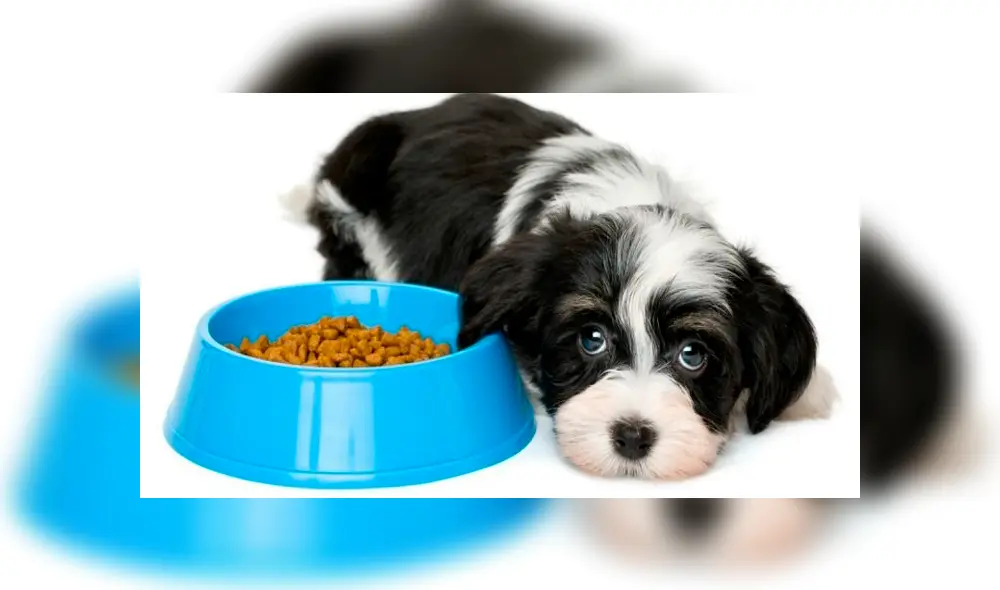 Falta de apetito en los perros.