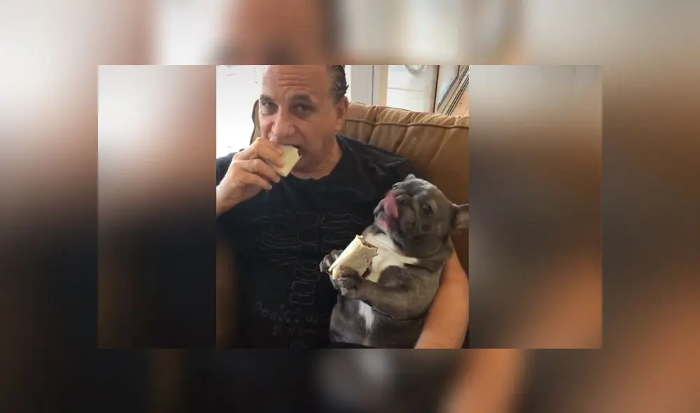 Desliza las imágenes para ver la divertida escena que logró registrar una joven mujer entre su padre y su nueva mascota. Foto: Bluenjy/TikTok