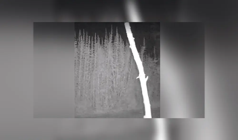 Un video viral muestra el animal que se robaba la cosecha de un granjero.