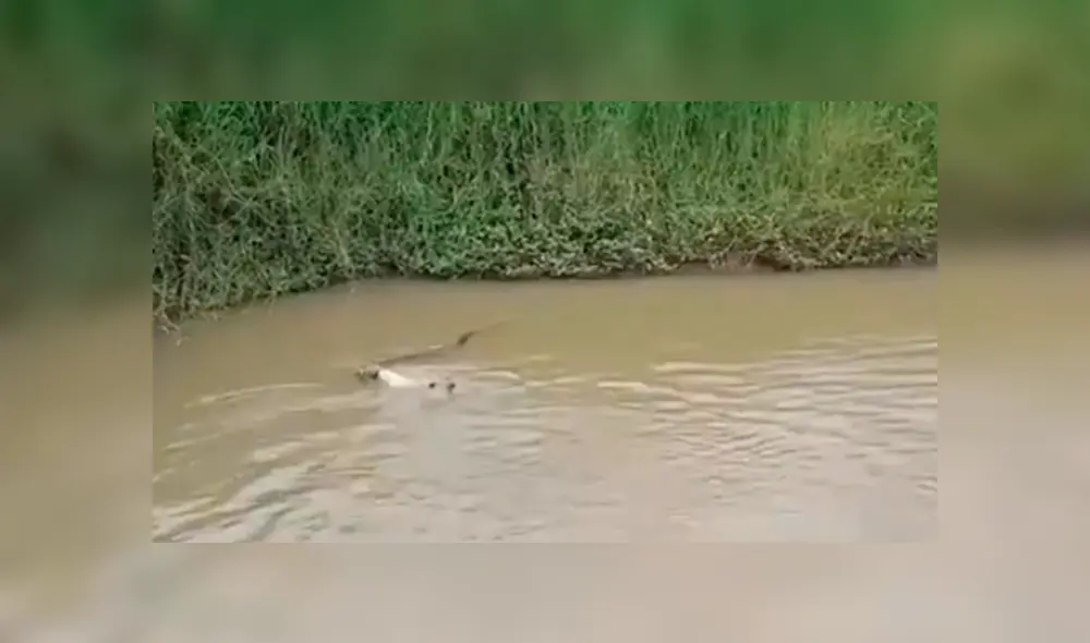 Facebook viral: hambrienta serpiente intenta devorar a perros que entrar a jugar al río [VIDEO]