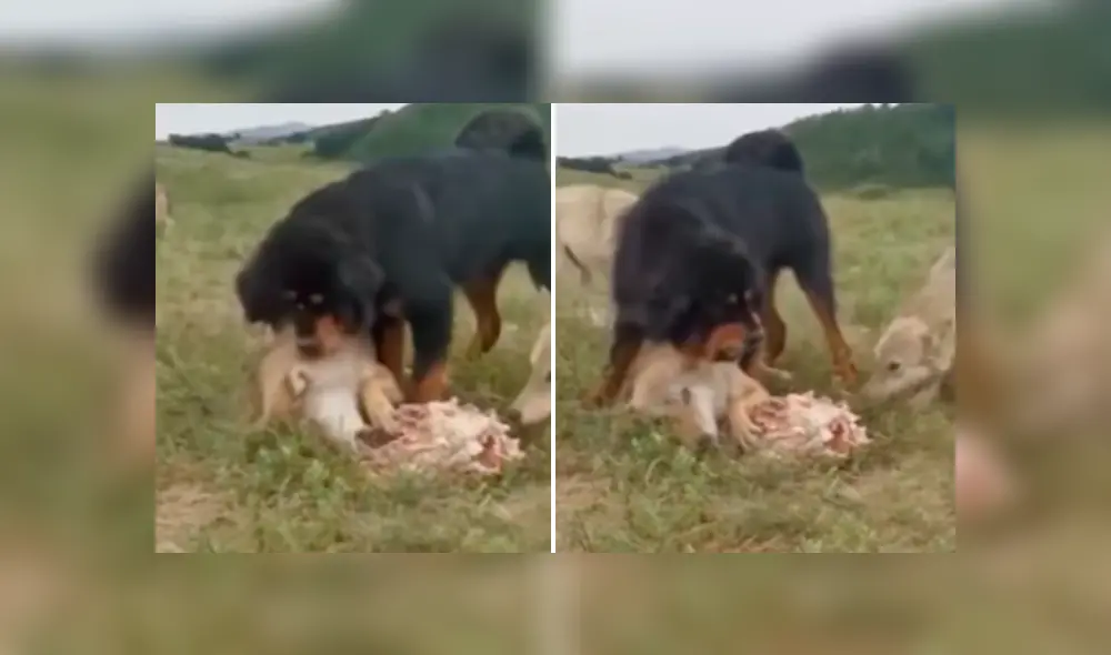 Desliza para ver los momentos más impactantes del video que se hizo viral en YouTube. Desliza para ver los momentos más impactantes del video que se hizo viral en YouTube.