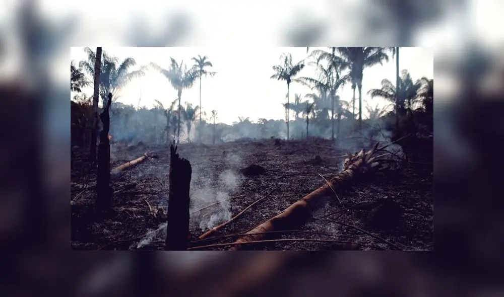 Incendios en el Amazonas convertirían ecosistema en sabana. Foto: Difusión Incendios en el Amazonas convertirían ecosistema en sabana. Foto: Difusión