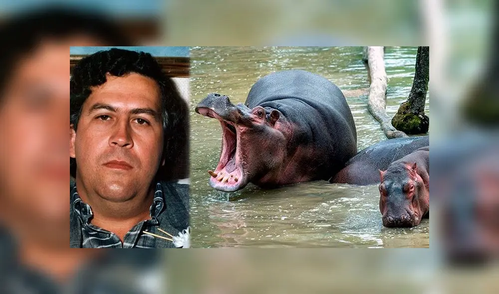 Hipopótamos de Pablo Escobar representan una amenaza para el ecosistema de Colombia. Foto: Composición Hipopótamos de Pablo Escobar representan una amenaza para el ecosistema de Colombia. Foto: Composición