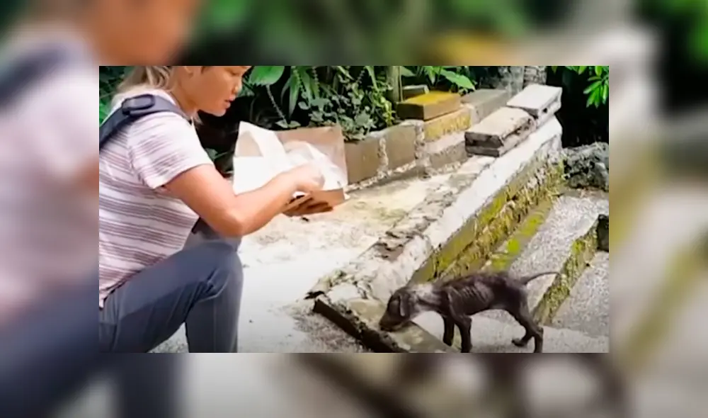 Desliza hacia la izquierda para ver cómo luce el perro que se volvió viral en Facebook. Desliza hacia la izquierda para ver cómo luce el perro que se volvió viral en Facebook.