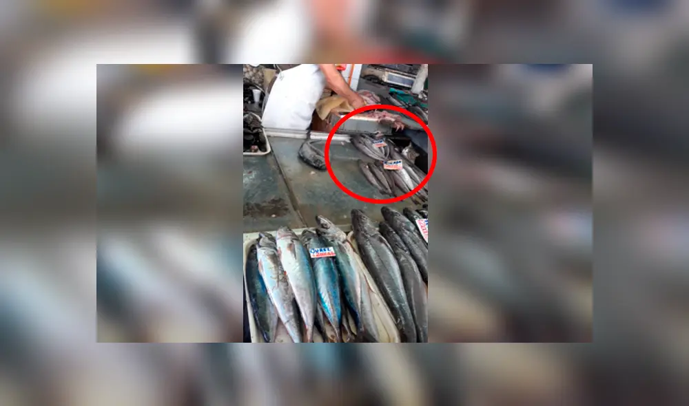 Desliza las imágenes para ver cómo el pequeño gato bebé robó un poco de pescado a un vendedor de México. Foto: Captura/facebook Desliza las imágenes para ver cómo el pequeño gato bebé robó un poco de pescado a un vendedor de México. Foto: Captura/facebook