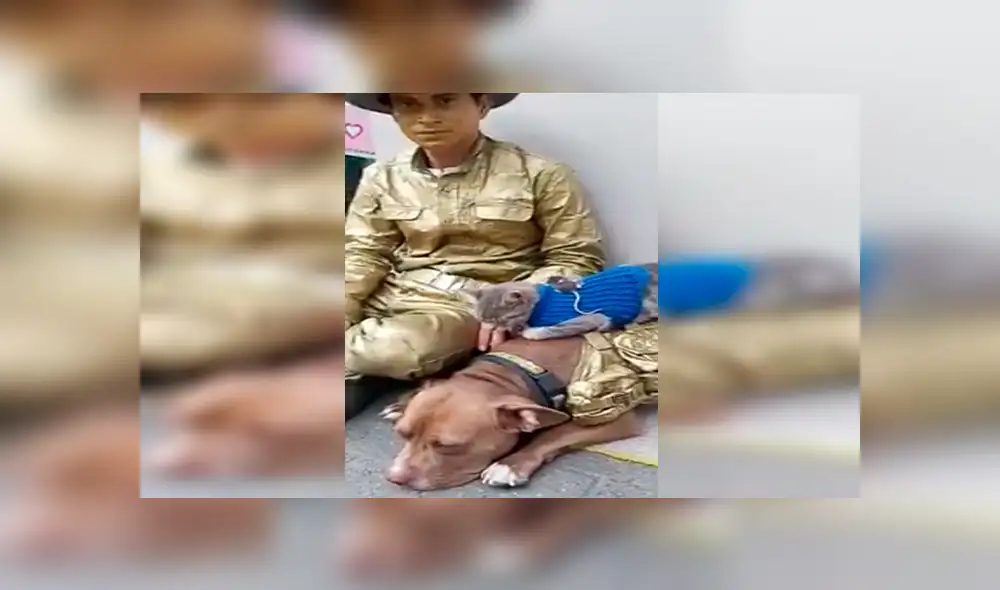En Facebook, un joven sorprendió a los transeúntes al unir a los animales como grandes amigos en plena calle. En Facebook, un joven sorprendió a los transeúntes al unir a los animales como grandes amigos en plena calle.