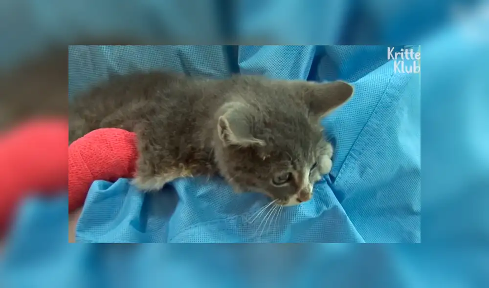 YouTube viral: Gatito espera junto al cadáver de su madre y conmueve al mundo por insólito gesto [VIDEO]