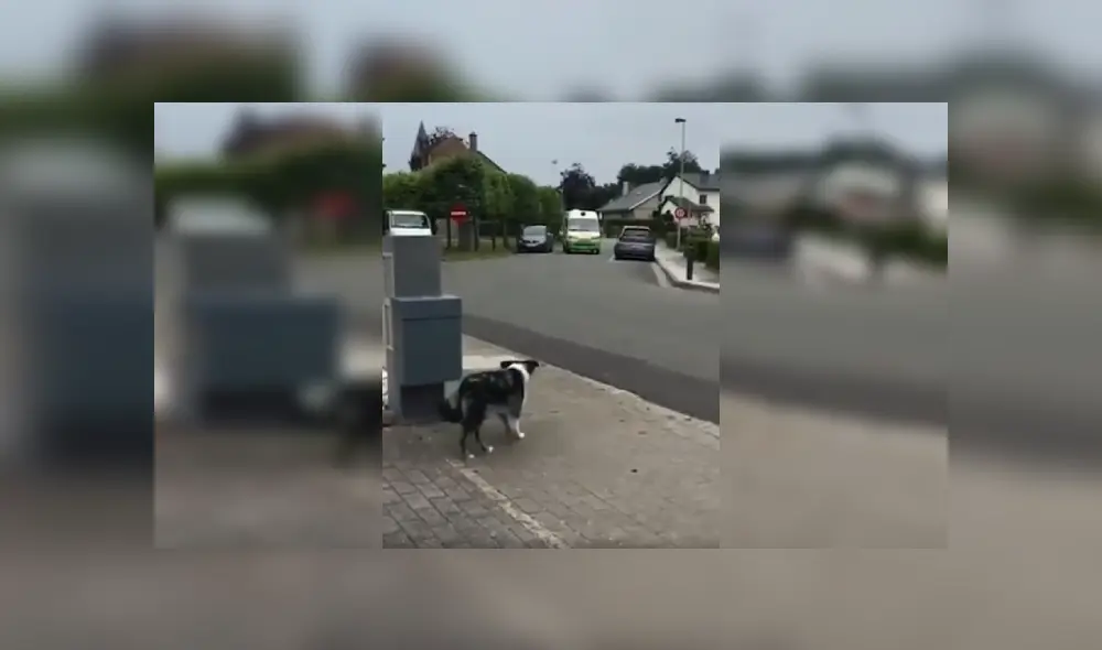 Desliza las imágenes para conocer la tierna reacción de un perro cuando vio al camión de helados. Fotos: Captura.
