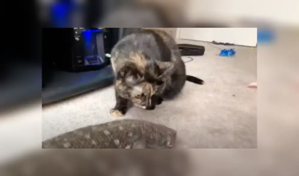 Desliza las imágenes para apreciar la singular amistad entre un felino y un reptil que sorprendió a su dueña. Desliza las imágenes para apreciar la singular amistad entre un felino y un reptil que sorprendió a su dueña.