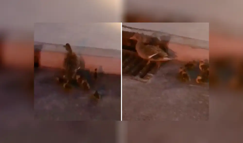 Desliza para ver las imágenes del video de YouTube. Foto: captura Desliza para ver las imágenes del video de YouTube. Foto: captura