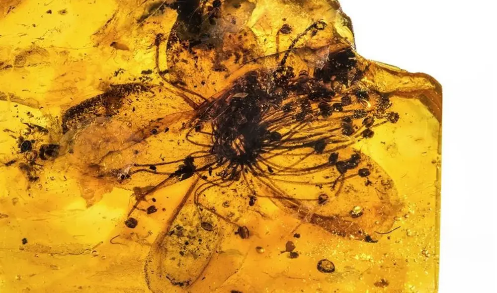 Flor fósil preservada en ámbar de al menos 34 millones de años. Foto: Museum für Naturkunde Berlin Flor fósil preservada en ámbar de al menos 34 millones de años. Foto: Museum für Naturkunde Berlin