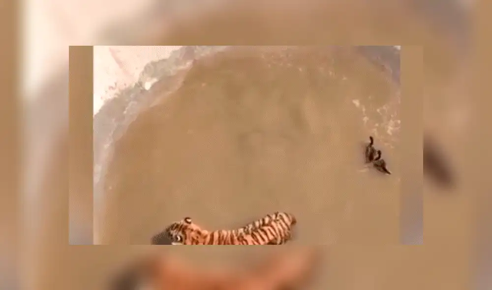 Facebook viral: Patos se burlan cruelmente de un feroz tigre, que entró a su hogar para devorarlos [VIDEO] 