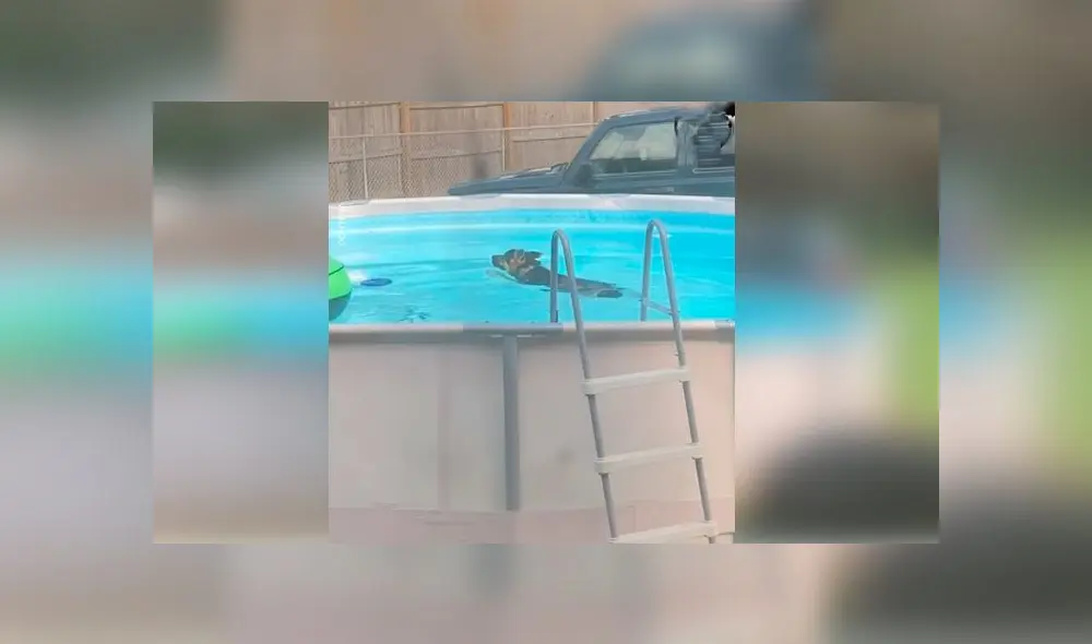 Desliza las imágenes para ver el momento en que un travieso perro aprovechó la piscina que sus dueños no podían usar por la cuarentena. Foto: Woof Woof Desliza las imágenes para ver el momento en que un travieso perro aprovechó la piscina que sus dueños no podían usar por la cuarentena. Foto: Woof Woof