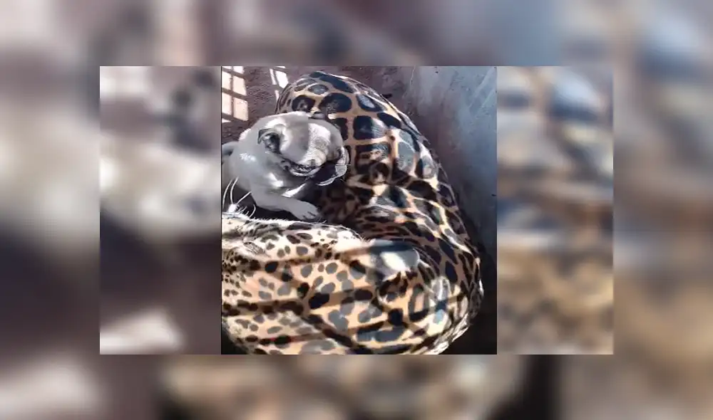 Facebook viral: terror por audaz perro que ingresa a jaula de jaguar enfurecido en México [VIDEO]