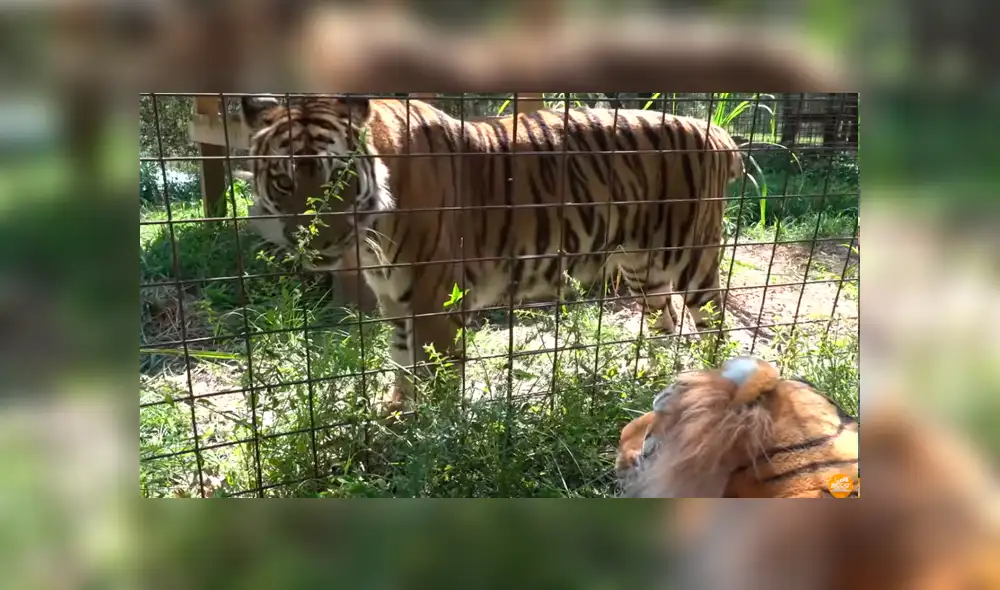 YouTube viral: entrenadora le enseña muñeco de tigre a felino enjaulado y este tiene furiosa reacción YouTube viral: entrenadora le enseña muñeco de tigre a felino enjaulado y este tiene furiosa reacción