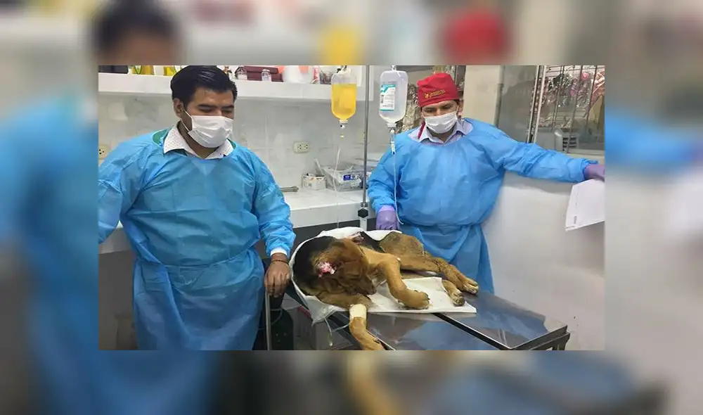 Perrito con quemaduras en todo su cuerpo fue abandonado en Tacna [VIDEO]