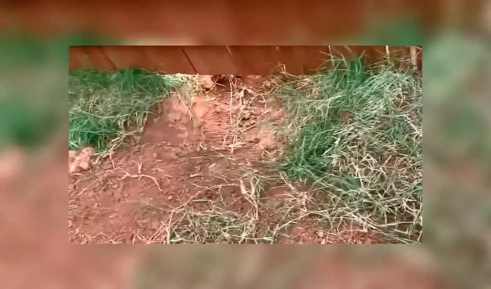 Facebook: Perro hace travesura y tiene extraña reacción cuando su dueño se entera