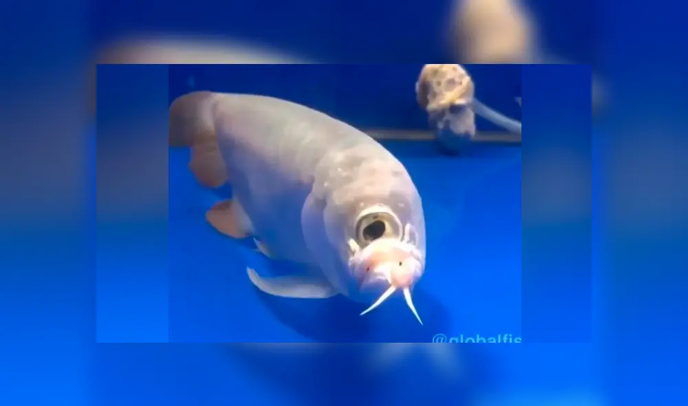 YouTube viral: atrapa extraño pez ‘cíclope’ y su aspecto deja aterrados a miles