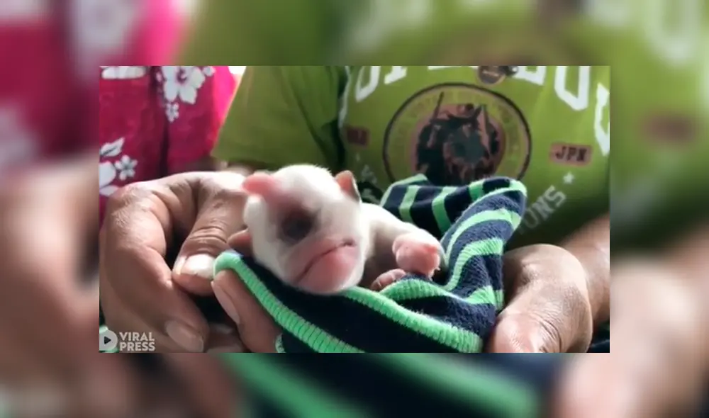 YouTube viral: nace perro con un solo ojo y sus dueños piden ayuda por su delicado estado de salud