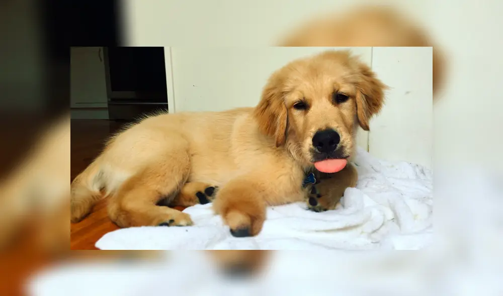 Desliza a la izquierda para ver al perro que ha conmovido a los usuarios de Facebook. Foto: Captura. Desliza a la izquierda para ver al perro que ha conmovido a los usuarios de Facebook. Foto: Captura.