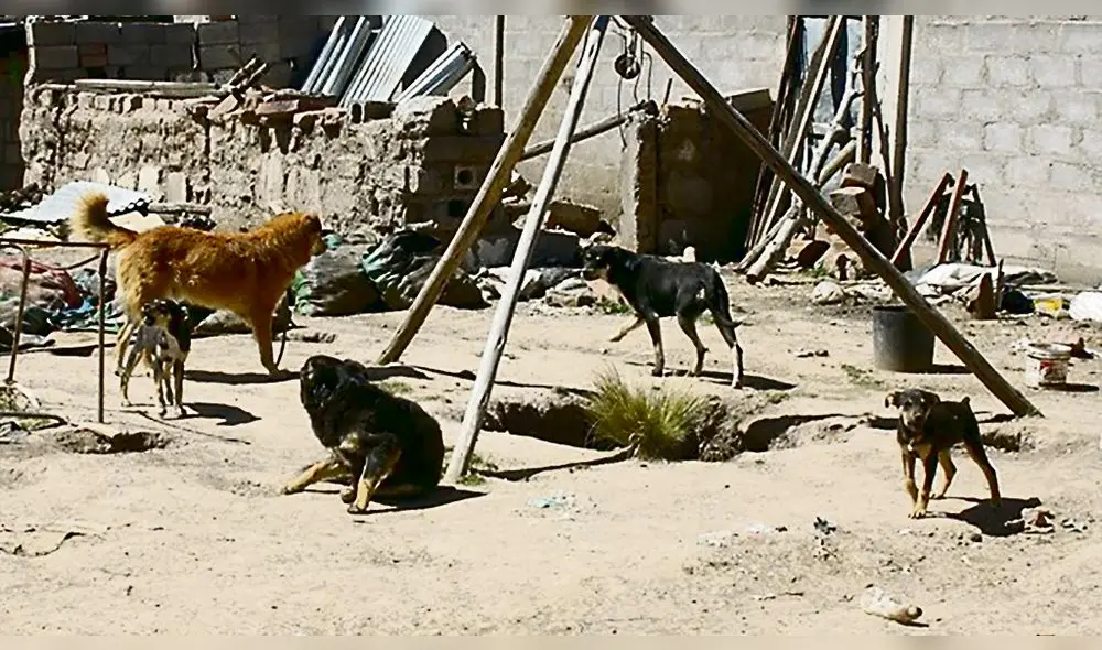 proliferación. Se calcula que hay 60 000 canes en Juliaca. proliferación. Se calcula que hay 60 000 canes en Juliaca.