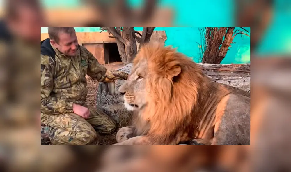 Desliza hacia la izquierda para ver el comportamiento del feroz león que se hizo viral en Facebook.