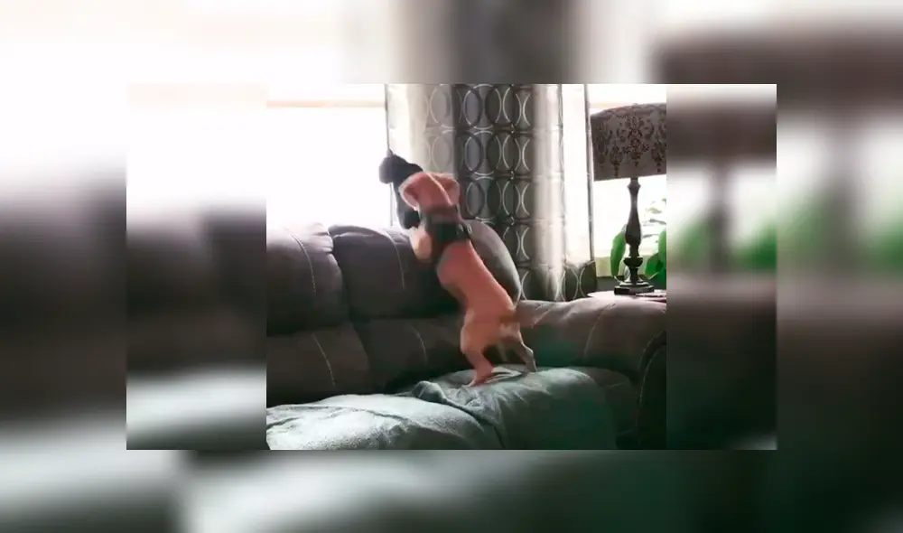 Desliza las imágenes para observar la conmovedora escena protagonizada por un perro y un gato tras quedarse solos en casa.