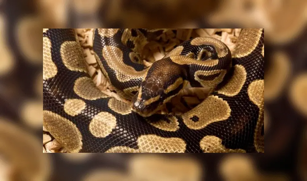 Abandonan a trece serpientes dentro de fundas de almohada dejadas en la calle