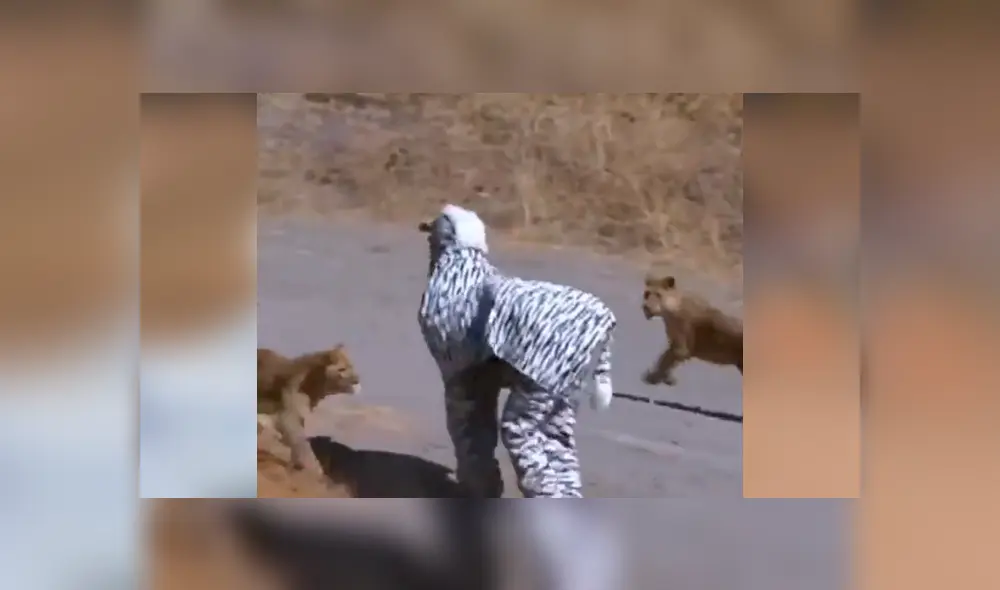 Facebook: arriesgados hombre se visten de cebra para asustar a los animales en África y ocurre lo peor [VIDEO]