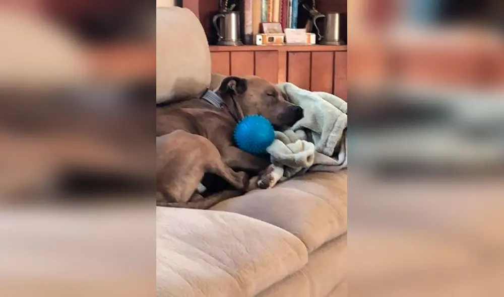 Desliza las imágenes para apreciar el conmovedor momento en que un hombre volvió a ver a su perro. Foto: Captura de Facebook