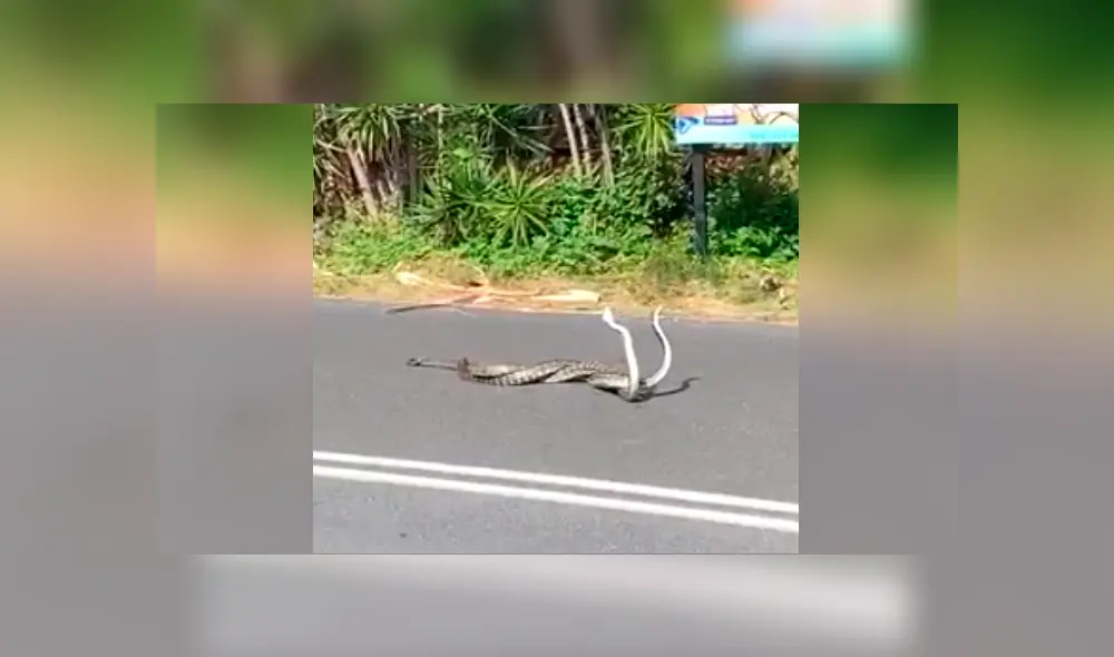El respeto por el medio ambiente y la vida animal son una política pública en el lugar. Foto: captura El respeto por el medio ambiente y la vida animal son una política pública en el lugar. Foto: captura