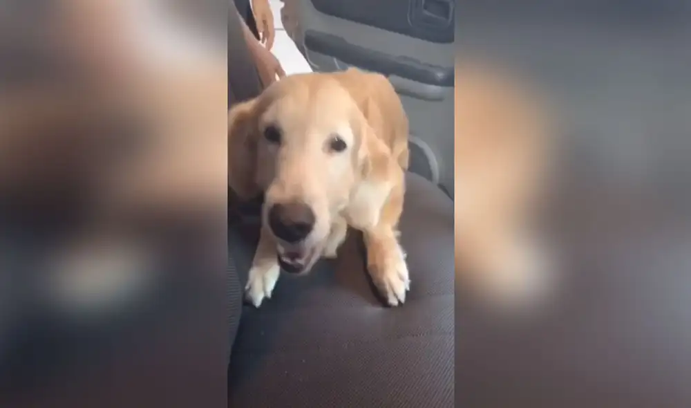 Desliza las imágenes para ver más detalles del conmovedor comportamiento de este perro que creyó que sería abandonado. Foto: captura de TikTok
