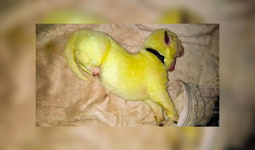 Perra pare ocho cachorros y uno de ellos nace de color fluorescente [FOTOS]