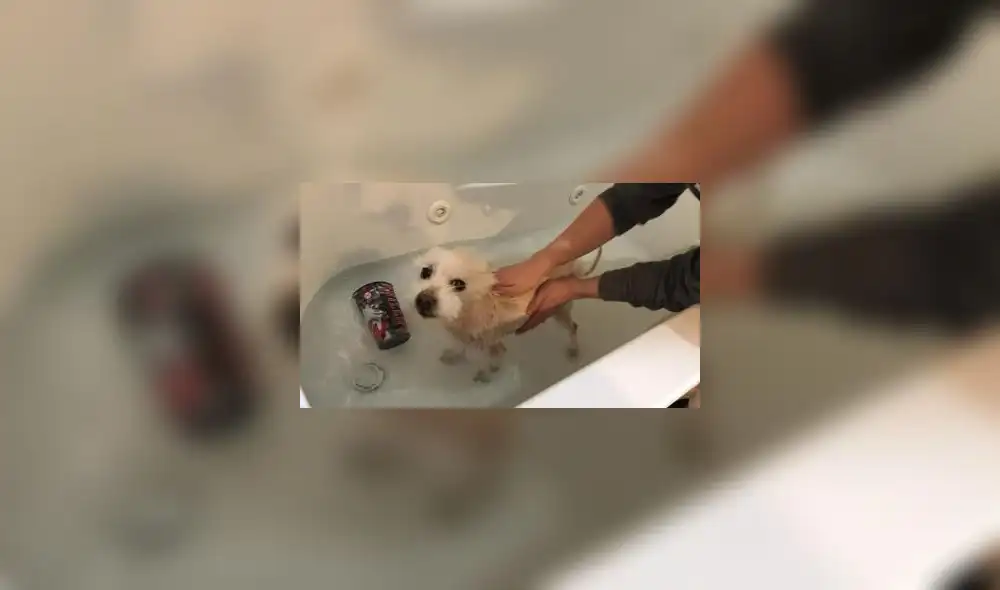 Shelby fue auxiliada por rescatistas cuando iba a ser aplastada por un contenedor de basura. (Foto: Huntington Cabell-Wayne)